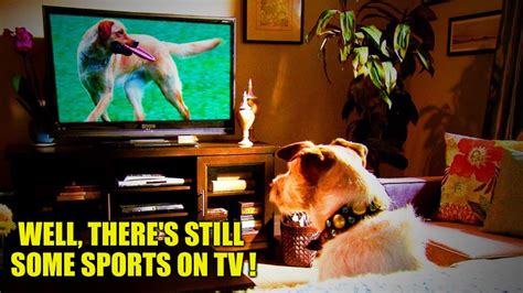 Do Some Dogs Watch Tv
