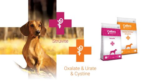 How Do You Treat Crystals In Dogs Urine