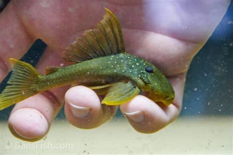 L200 Green Phantom Pleco Baryancistrus Demantoides Dans Fish