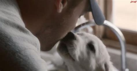 The Best Super Bowl Ad Is Here Budweiser Puppy Saved By Clydesdales