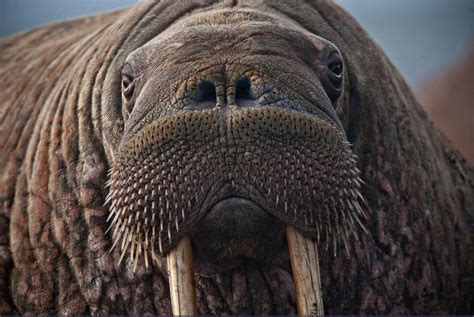 Wildlife Fact Sheets Walrus Ocean Conservancy