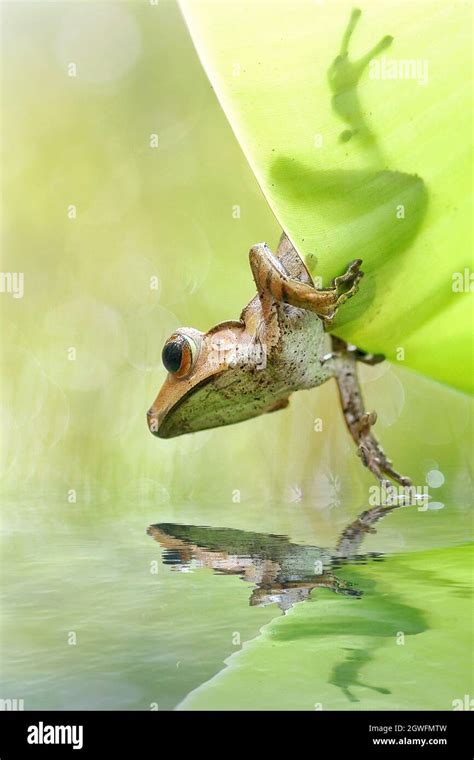 Dumpy Frog Hi Res Stock Photography And Images Alamy