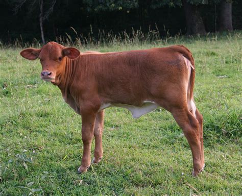 Fern Hill Cattle For Sale
