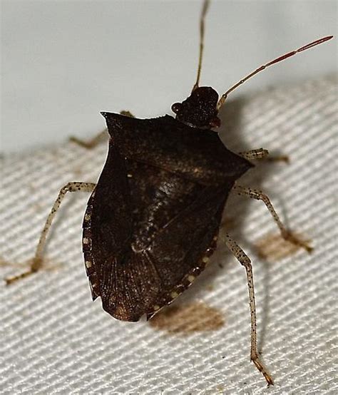 Stink Bug Euschistus Tristigmus Bugguidenet