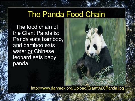 Ppt Giant Pandas Powerpoint Presentation Free Download Id9560755
