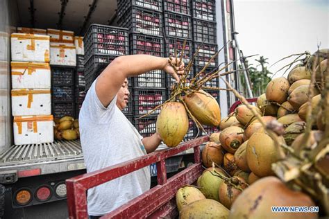 In Pics Three New Breeds Of Dwarf Coconuts In Hainan Xinhua