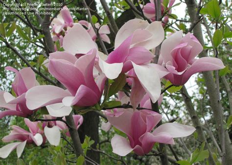 Magnolia tree with big pink flowers. PlantFiles Pictures: Saucer Magnolia, Tulip Tree 'Big Pink ...