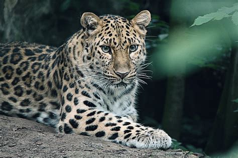 10 Gambar Amur Leopard And Macan Tutul Gratis Pixabay