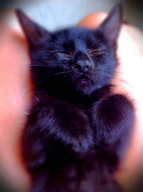 13 Great Reasons Why Black Cats Are Awesome Cute Cats Kittens