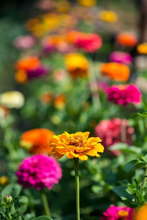 11 Best Summer Flowers For Your Garden Pretty Summer Blooming Plants
