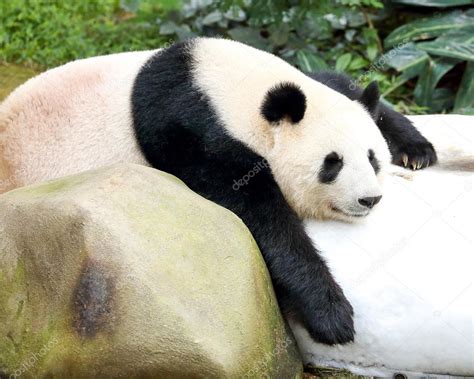 Giant Panda Bear Sleeping — Stock Photo © Oqba 120440700