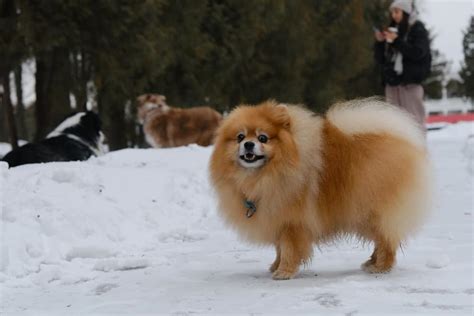 Pomeranian Vs Chihuahua 9 Differences And Facts