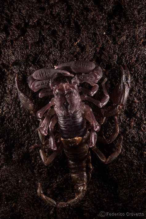 Heterometrus Sp Moulting Giant Forest Scorpion Federico Crovetto