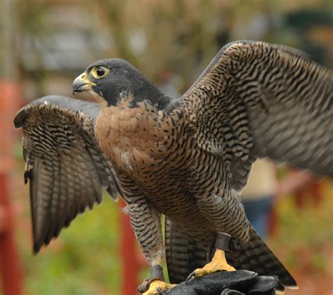 Peregrine Falcon Wildlife Images Rehabilitation And Education Center