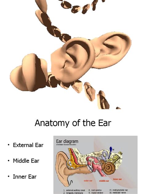 Health Assessment Ears Pdf Ear Auditory System