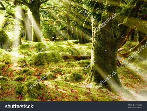 Mystical Forest Stock Photo 18708520 Shutterstock