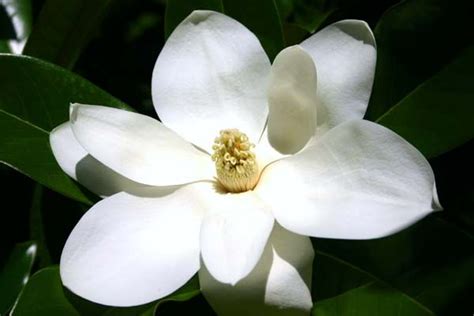 Mississippi State Flower Magnolia Johanne Lockhart