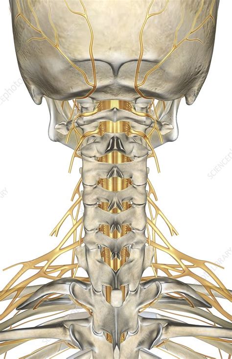 The Nerves Of The Neck Stock Image C0080723 Science Photo Library