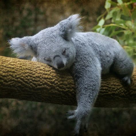 Sleeping Koala Koala Kips Pinterest