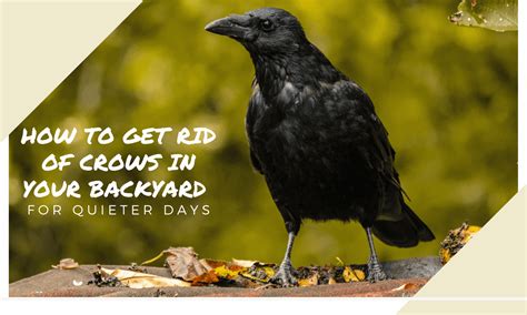 How To Get Rid Of Crows In Your Backyard Easy Tip And Tricks