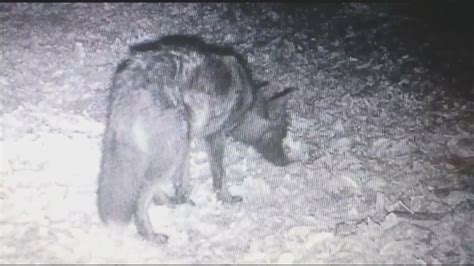 Residents Concerned Over Coyote Sightings In Moundville Wvua 23