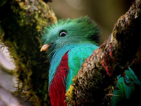 Best Time For Birdwatching In Guatemala 2021 When To See Roveme