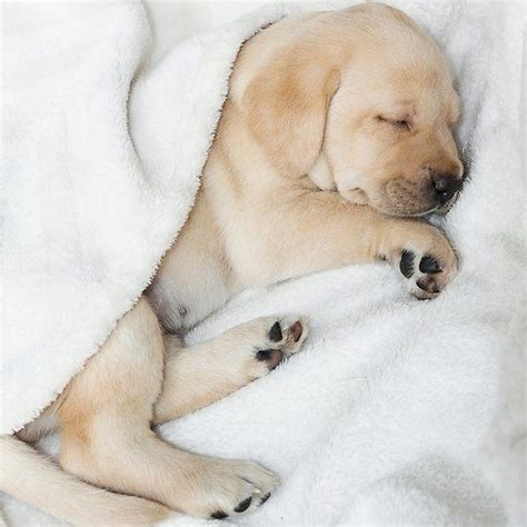 Sleeping Golden Labrador Puppy Golden Labrador Puppies Sleeping