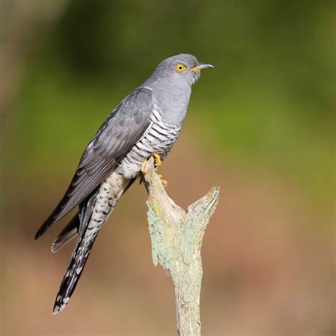 Common Cuckoo By Clive Daelman Birdguides