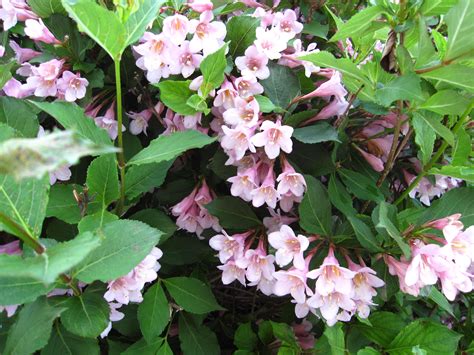 Weigela Bush Çiçek