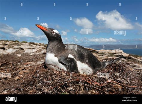 An Adult Gentoo Penguin Sat On Nest Brooding Eggs Carcass Island