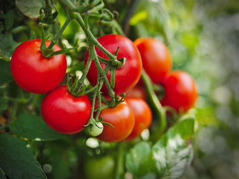 Tomato Plant Vegetables Food Tomatoes Garden Healthy Green Red