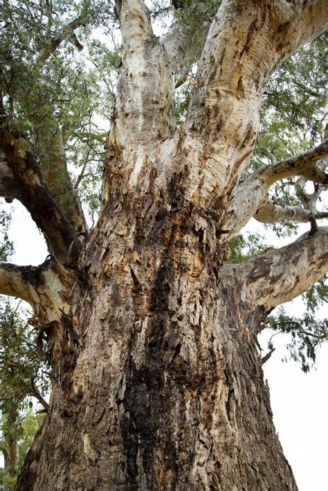 Giant Red Gum Tree Stock Photo Image Of Large Trunk 248749768
