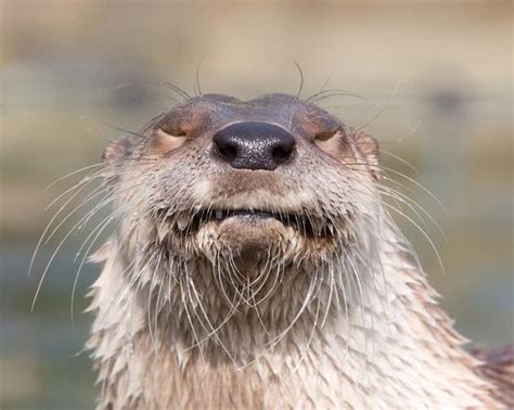 25 Photos Showing The Cutest Otters That Ever Existed Awkward Animals