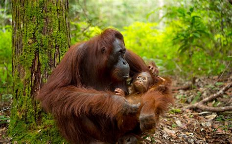 Also known as the general insurance association of malaysia in english. Volunteer in Borneo & Malaysia: Volunteer with Orangutans ...