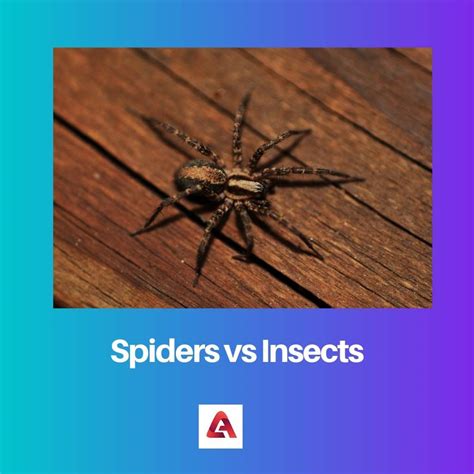 Spiders Vs Insects Difference And Comparison