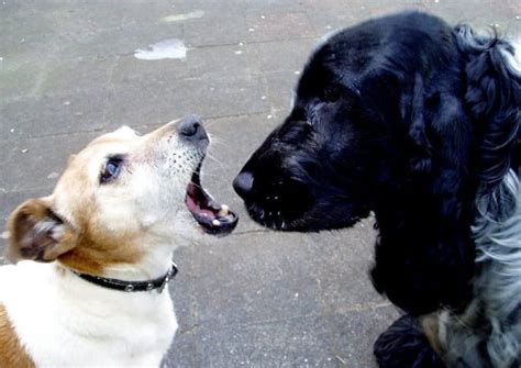 List Of 7 Dog Breeds That Dont Bark Quiet Dog Breeds Dog Breeds Breeds