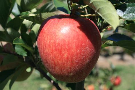 Dwarf Gala Apple Tree One Of The Earliest To Ripen 2 Years Old And