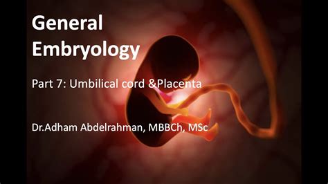 General Embryology Part Vii Umbilical Cord And Placenta Youtube