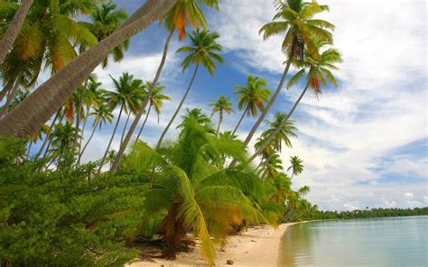 Nature Landscape Tropical Island Beach French Polynesia Sea Palm