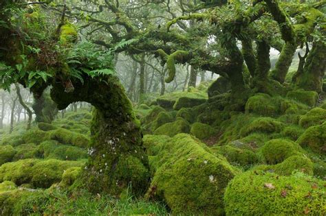 The Moss Covered Forests Of Dartmoor England By Duncan George X Post