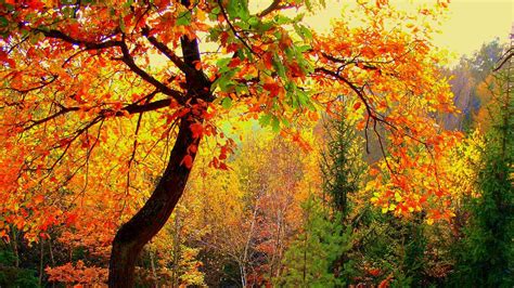 Wallpaper Autumn Forest Trees Landscape Hd Picture Image