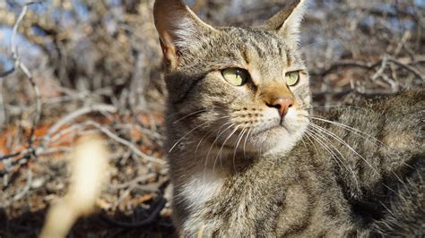 Questions Raised About Tasmanias Cat Management Plan Amendments The
