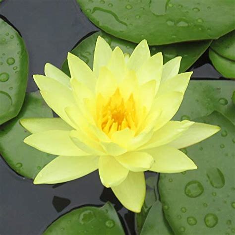 Top 10 Lily Pads For Ponds Outdoor Aquatic Plants Lowerover