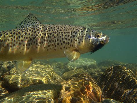 Brown Trout Wallpapers Wallpaper Cave