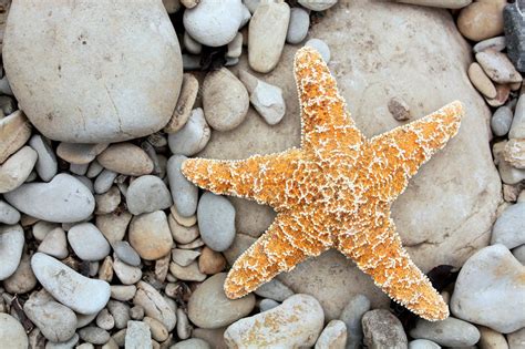 Starfish On A Beach Stock Image C0068881 Science Photo Library