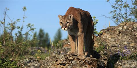 Mountain Lion National Wildlife Federation
