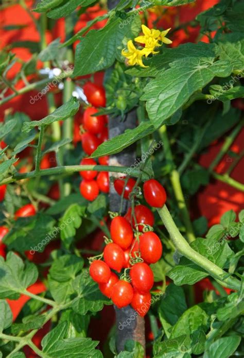 Mi sembra che abbiano bisogno di un clima abbastanza caldo già in primavera, però i fiori durano poco. Pomodoro rosso tipo di grappolo di susina e fiore di ...