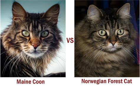 Maine Coon Vs Norwegian Forest Cat How To Differentiate Siri Pet