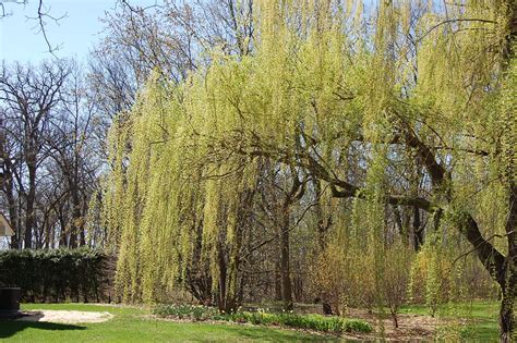 Weeping Willows Trees And Shrubs Tree Weeping Willow