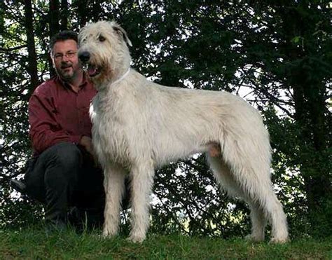 Irish Wolfhound — Wikipédia Irish Wolfhound Wolfhound Large Dog Breeds